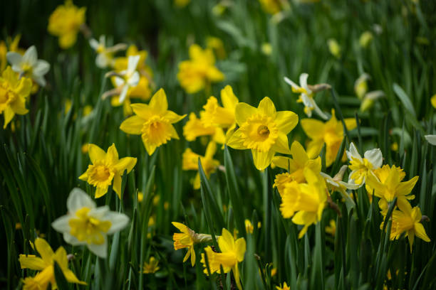 istock Yellow daffodils bloom in the park. Selective focus, shallow depth of field 1401410086