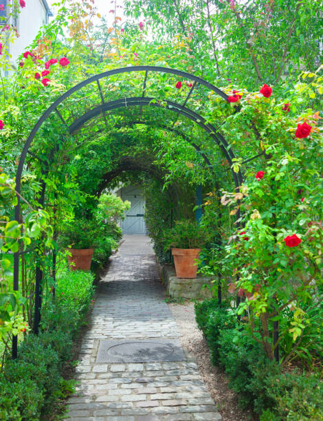Red roses in the garden