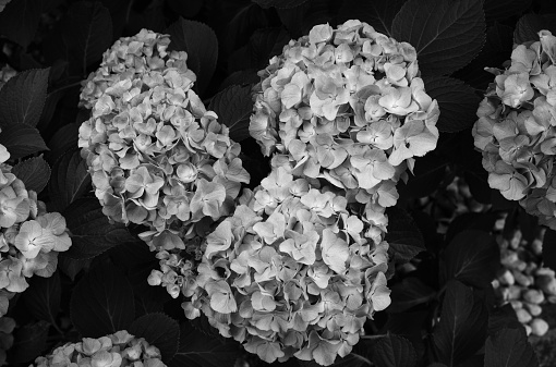 Garden with large cluster of white hydrangea flowers