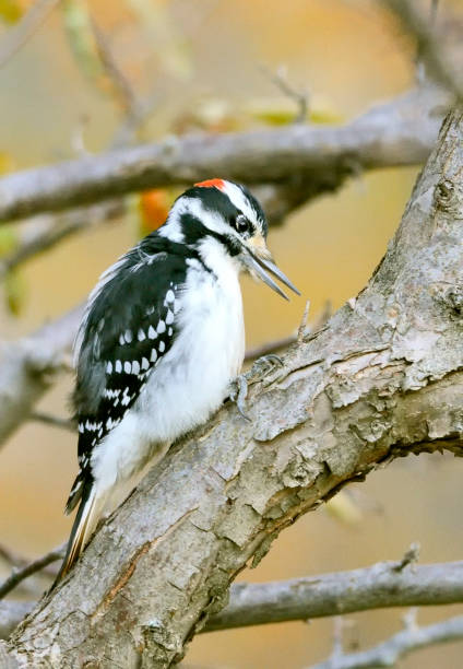 un pájaro pájaro carpintero peludo - audubon park zoo fotografías e imágenes de stock