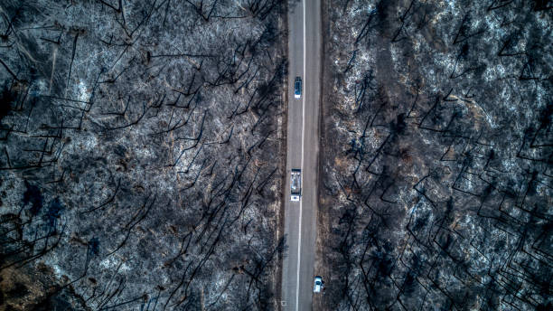 istock Aerial view of burnt trees 1401414150