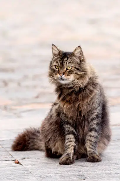 Photo of A beautiful, homeless gray, furry cat is sitting on the street.