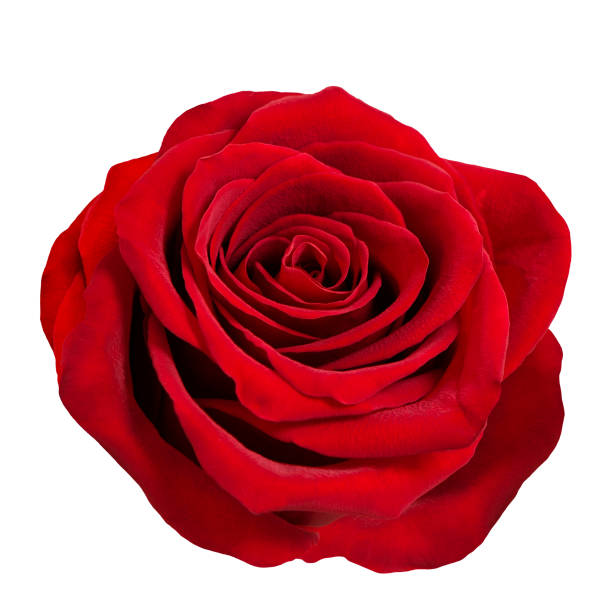istock Red rose flower head white background 1401415417