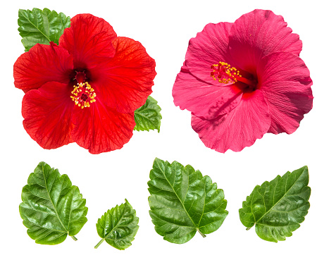 Hibiscus flower head and green leaves isolated on white background. Red pink blossom