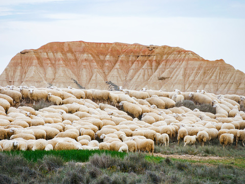Sheep in Bardenas Reales Natural Park, Navarra, Spain with a rock formation in the back ground on a cloudy morning