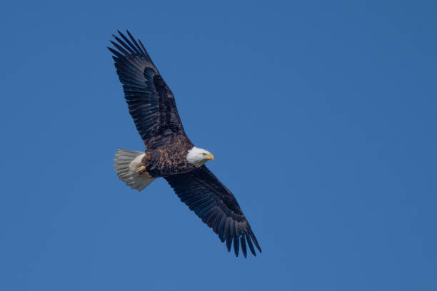 istock Bald Eagle flying circling the area around the nest 1401416562