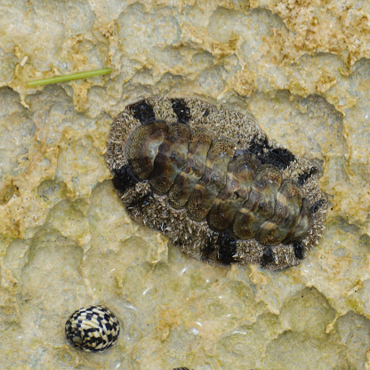 Chiton attached to the side of a rock with black and white snail shell