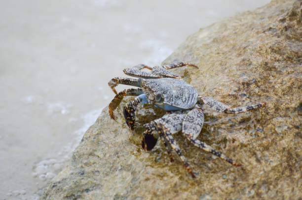Jamaican Crab sitting on rock near water's edge