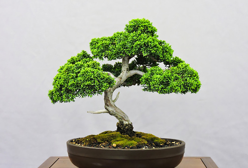 A bonsai tree in a ceramic pot sits on a table in front of a white wall background.