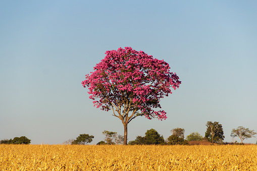 Pirenópolis, Goiás, Brazil – June 05, 2022:  Purple Ipê, a typical tree from the Brazilian Cerrado. Handroanthus impetiginosus. Photo taken on the BR-153 highway in Goiás.