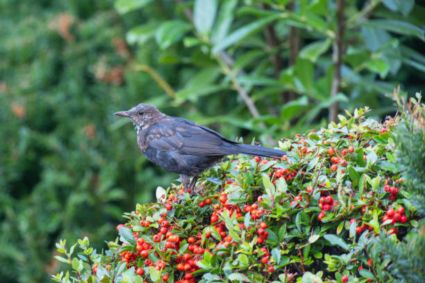 un merle (turdus merula) assis sur un buisson d’épines de feu (pyracantha) avec des baies rouges - common blackbird photos et images de collection