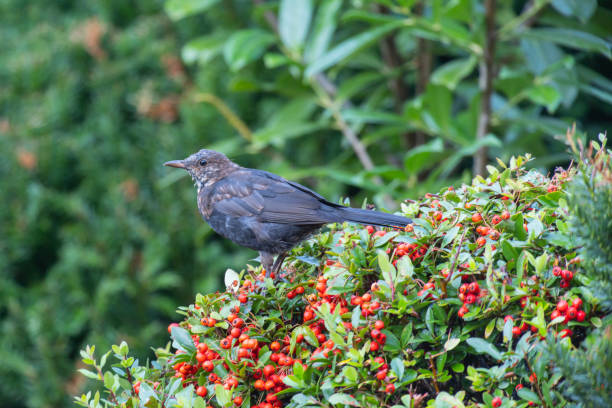 A blackbird (turdus merula) sitting on a bush of firethorn (pyracantha) with red berries A blackbird (turdus merula) sitting on a bush of firethorn (pyracantha) with red berries common blackbird turdus merula stock pictures, royalty-free photos & images