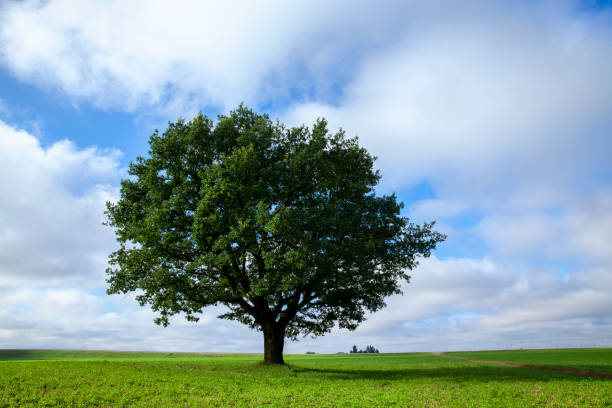 istock a big old oak tree growing in a field with green plants 1401419541