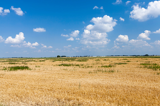 agricultural field with mature golden yellow cereals , field with golden wheat in the summer before harvest