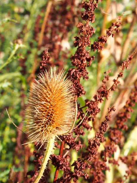 close up of a brown dry teasel in a meadow in autumn sunlight