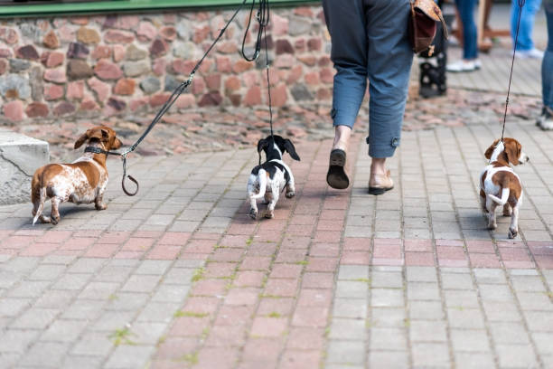 Three miniature dachshunds on a leash from the back. stock photo