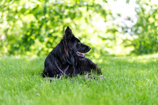 istock Beautiful black shepherd dog on the grass, on a green background. 1401420461