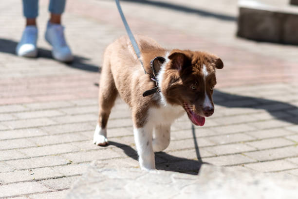 istock Australian Shepherd puppy, light brown. In the city on a leash. 1401420533