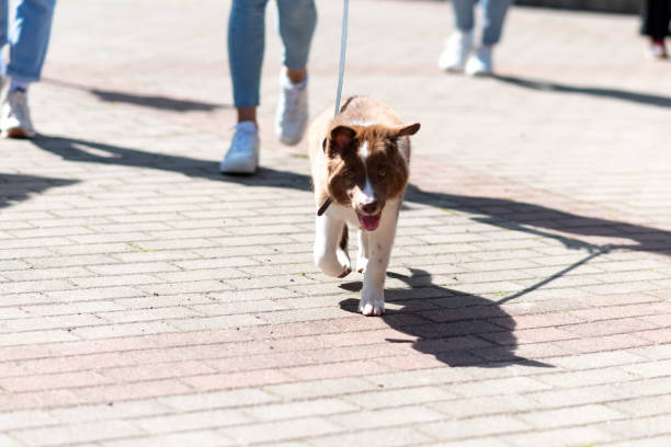 istock Australian Shepherd puppy, light brown. In the city on a leash. 1401420543