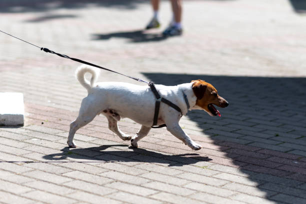 istock Jack Russell Terrier, in the city, unloading. 1401420575