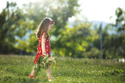 A cute curly girl holding a dandelion and blowing it out. Countryside with green grass field at the sunset