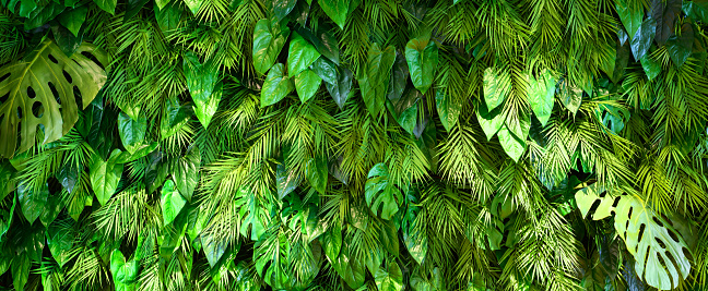 Landscaping wall texture background, vertical garden with green plants inside office or home. Panoramic lush foliage pattern indoor, leaves decor in modern house interior. Eco design and nature.
