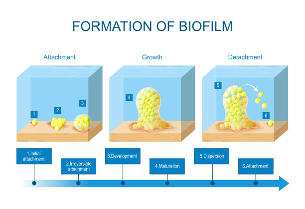 ilustrações, clipart, desenhos animados e ícones de formação de biofilme. estágios de desenvolvimento de biofilmes. ciclo de vida das bactérias - bacterium staphylococcus colony epidemic