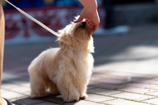 istock Yorkshire terrier, golden color, with a bow on his head. 1401422286