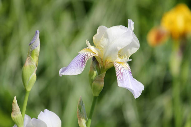 istock White-purple iris flower close-up in summer garden 1401422360