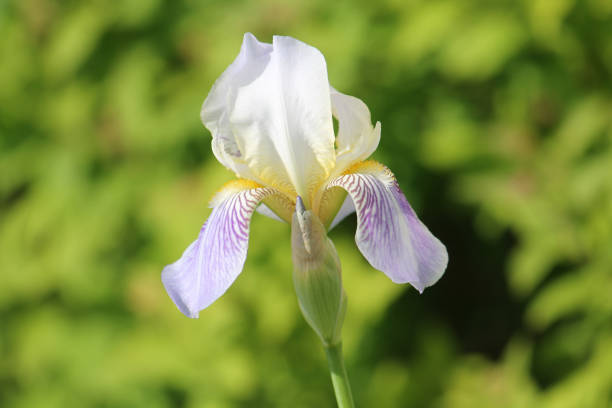 istock White-purple iris flower close-up in summer garden 1401422364