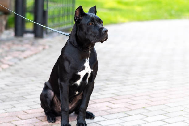 Black Cane Corso, in the city, on a leash. Black Cane Corso, in the city, on a leash. High quality photo cane corso stock pictures, royalty-free photos & images