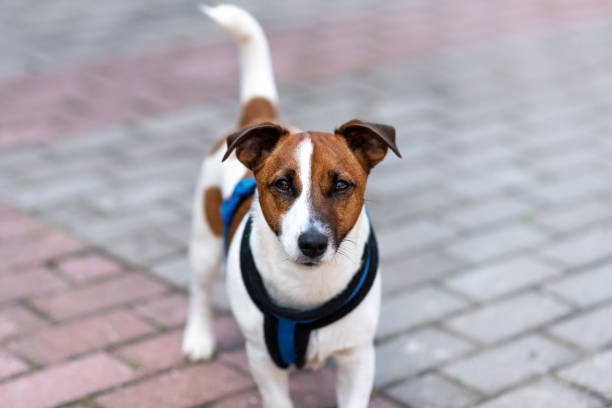 istock Jack Russell Terrier, in the city, unloading. 1401422479