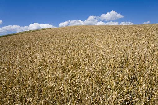 wheat against clear blue sky