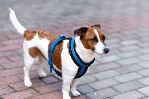 istock Jack Russell Terrier, in the city, unloading. 1401422536