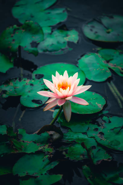 istock Waterlily / Lotus flower 1401422586