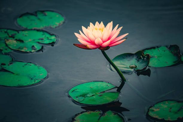 istock Waterlily / Lotus flower 1401422587