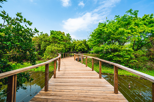 Boardwalk of tranquil landscape in Green Park