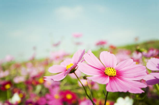istock Cosmos Flowers On The Beautiful Day 1401423511