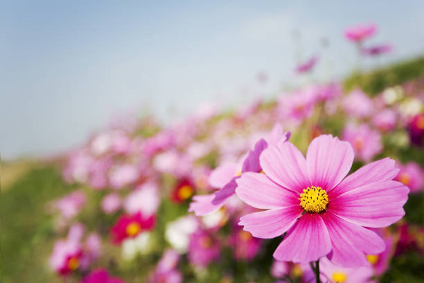 istock Cosmos Flowers On The Beautiful Day 1401423513