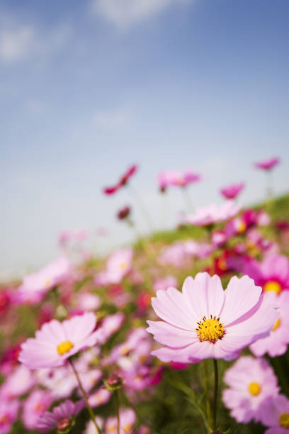 istock Cosmos Flowers On The Beautiful Day 1401423514