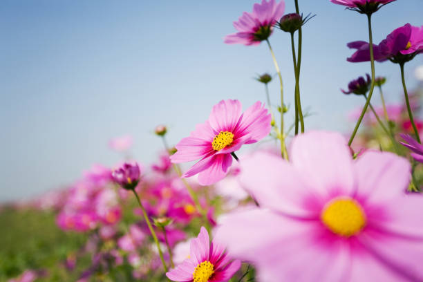 istock Cosmos Flowers On The Beautiful Day 1401423515