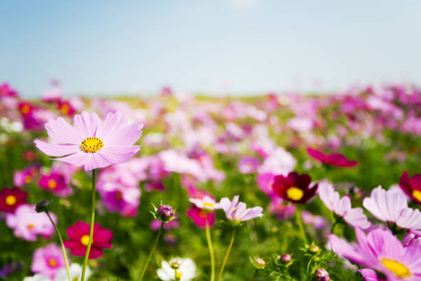 istock Cosmos Flowers On The Beautiful Day 1401423516