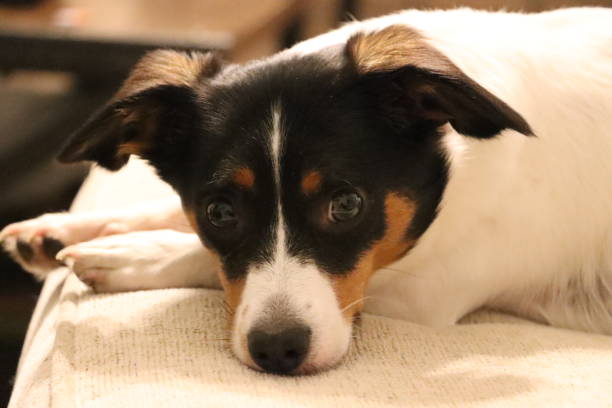 istock Small dog looking at camera. Jack Russell mix 1401423620