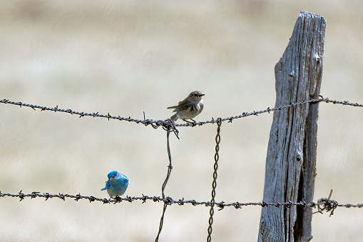 Pair of Mountain Bluebirds sitting on barbed wire fence in northern Montana in the USA.