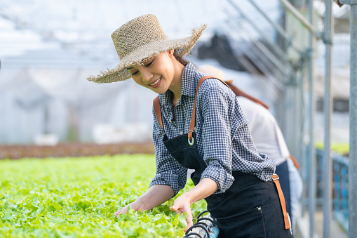Asian beautiful farmers women work in vegetables hydroponic farm. Attractive agriculturist female looking and check the quality of green oaks with happinness at green house farm. Business healthy food