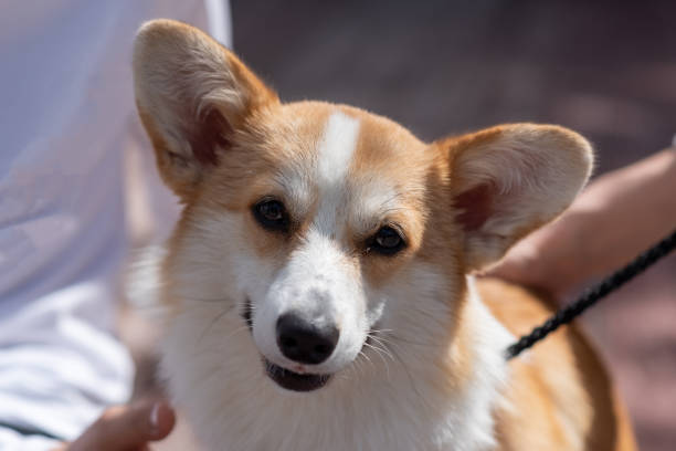 istock Portrait of a cute corgi 1401424944