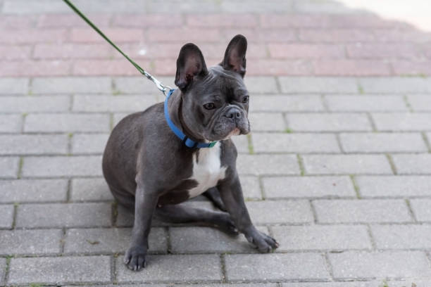 istock Cute black and white french bulldog 1401424966