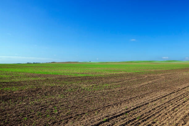 agricultural field on which green wheat grows farming in an agricultural field for growing food