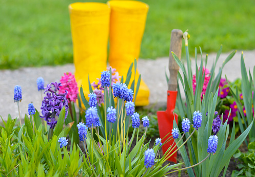 The gardener's yellow rubber boots stand in a flower bed among flowering hyacinths, a red shovel for digging. The concept of seasonal spring works