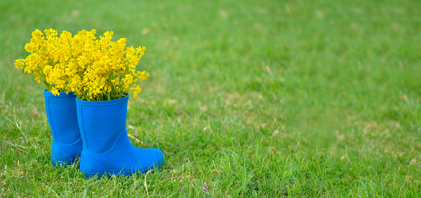 Banner with children's blue rubber boots with yellow flowers lie on the green grass. The concept of gardening, outdoor recreation. Place for text.